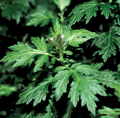 Artemisia Absinthium (Artemisia Vulgaris)